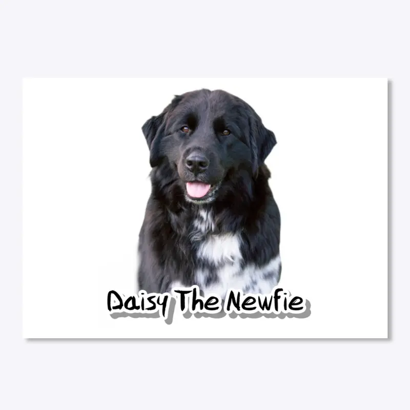 Daisy The Newfie